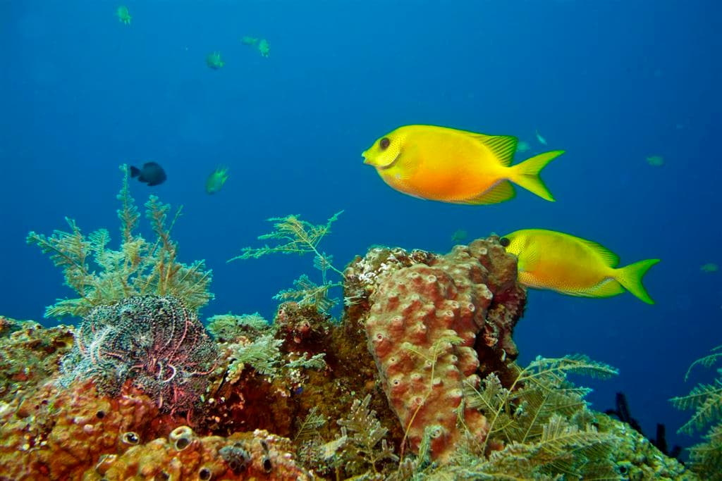 Diving at Tulamben | Bali | Go Bali Visa Agency Coral reef and tropical fish while scuba diving at Tulamben, Bali