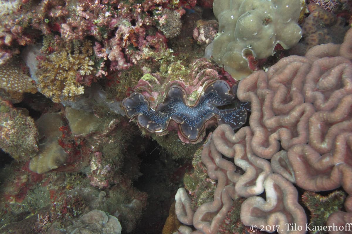 Scuba diving Tulamben | Bali | Go Bali Visa Agency Underwater scene from scuba diving the reefs at Tulamben, Bali