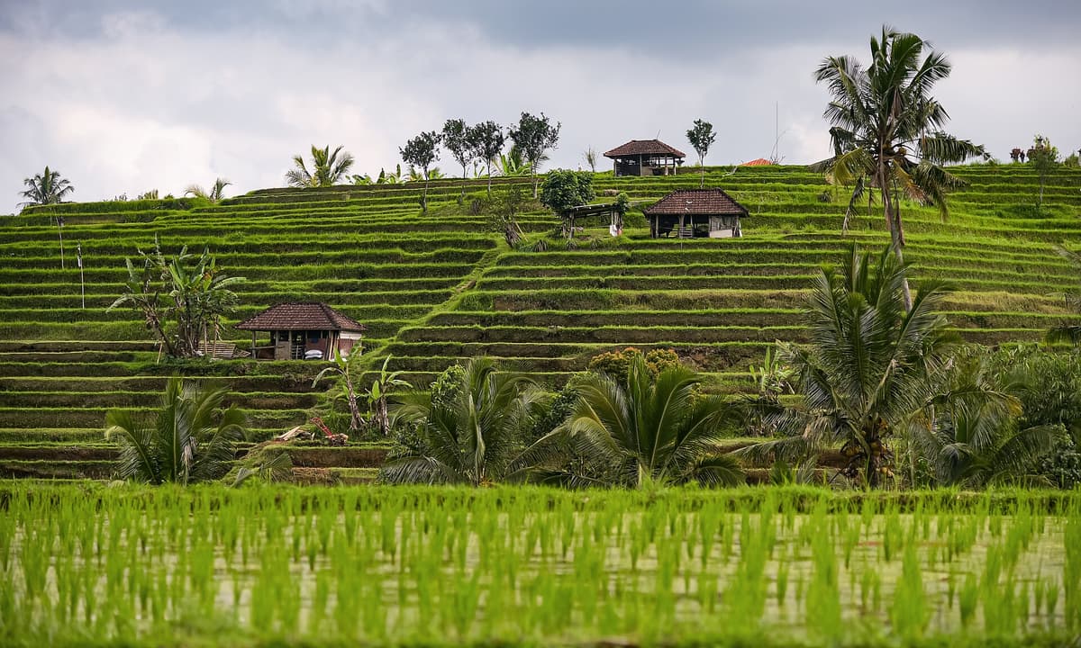 Jatiluwih rice terraces | Bali | Go Bali Visa Agency UNESCO Jatiluwih rice terraces spreading across the slopes of Bali