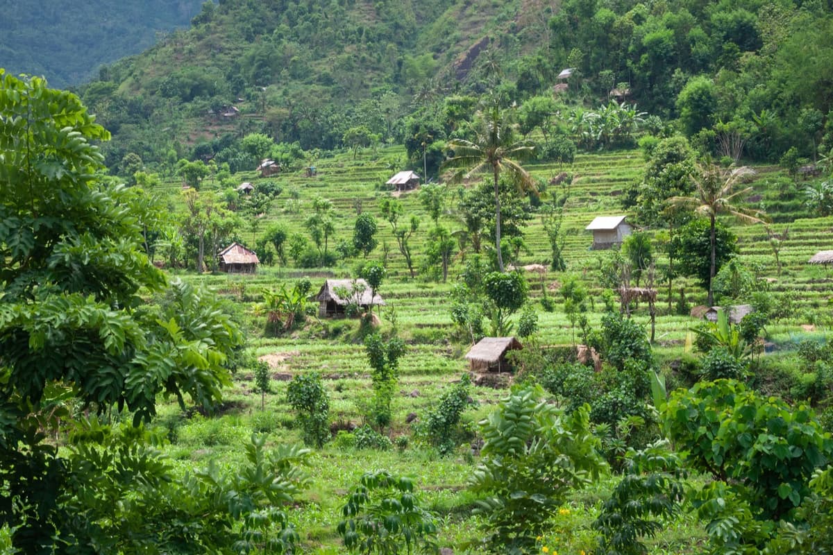 East Bali rice terraces | Bali | Go Bali Visa Agency Green rice terraces stepping down a hillside in East Bali, Indonesia