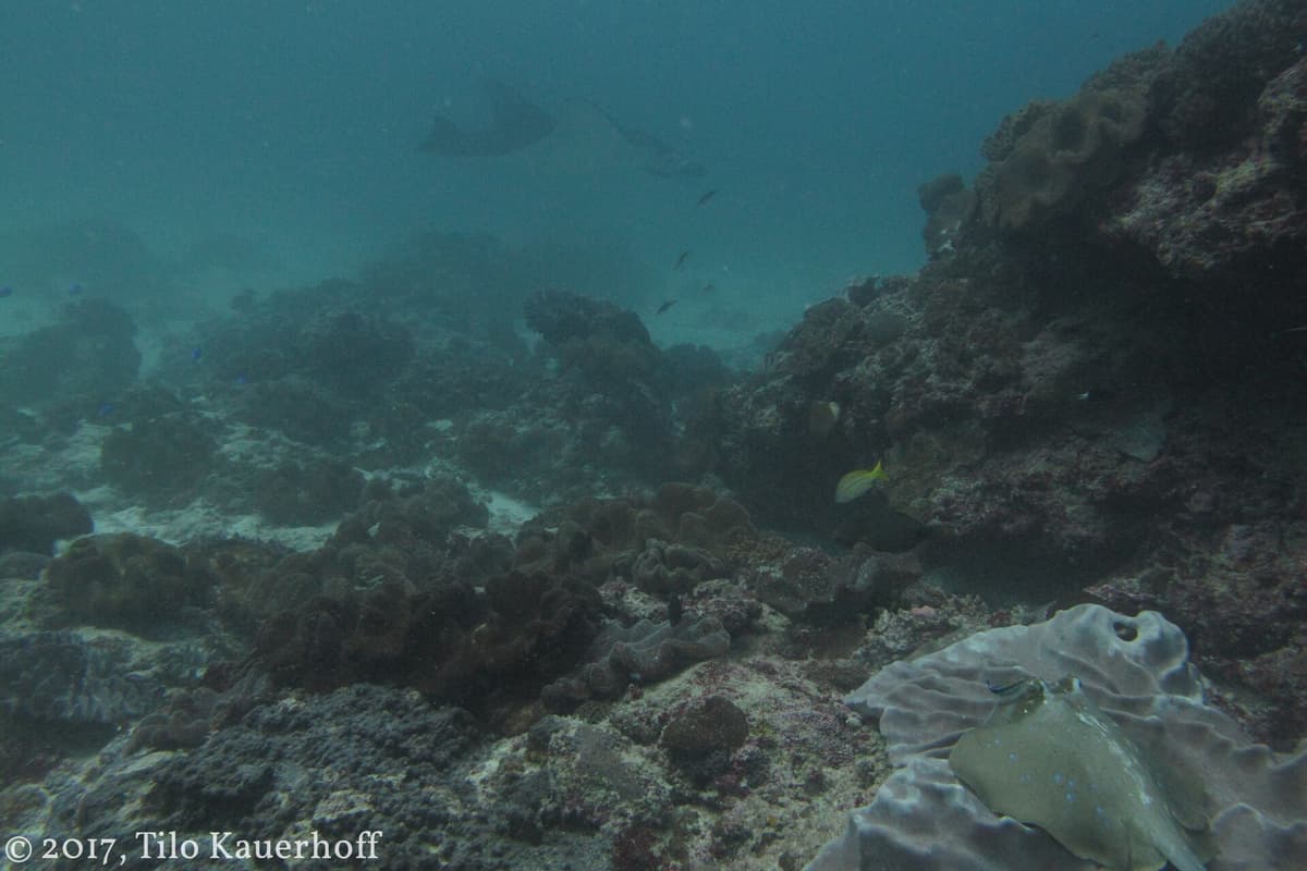 Snorkeling in Bali | Bali | Go Bali Visa Agency Underwater coral and sea life while snorkeling around Bali