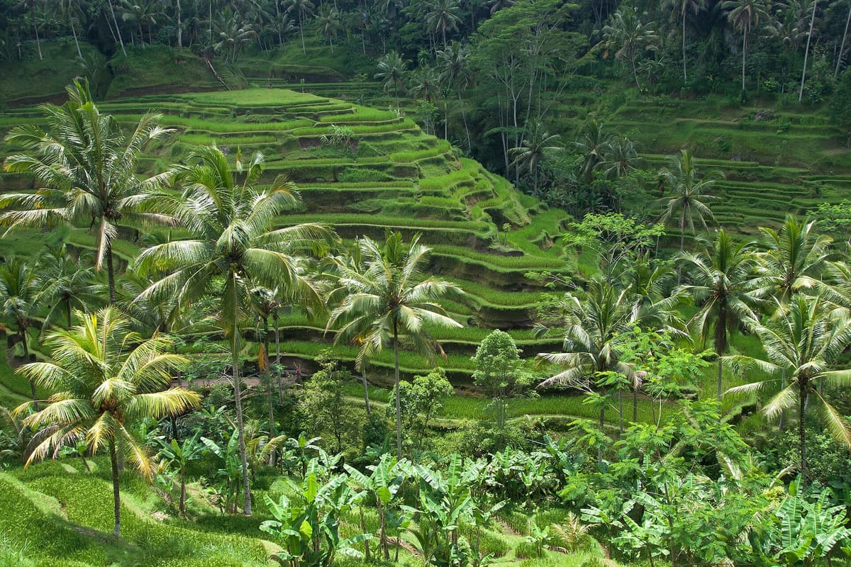 Tegallalang rice terraces | Bali | Go Bali Visa Agency Stepped green rice terraces in the hills of Bali