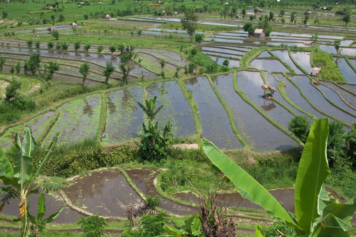 Rice terraces near Tirta Gangga | Bali | Go Bali Visa Agency Layered rice terraces near Tirta Gangga water palace in East Bali